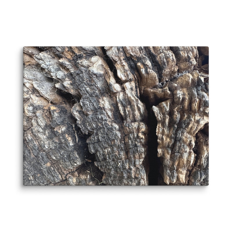 Silvery ridged tree bark in St Paul de Vence, France — canvas print