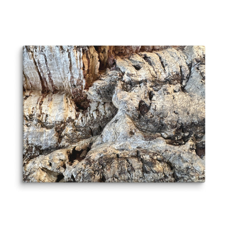 Close-up of fissured tree bark at Ferrari-Carano Vineyards, Sonoma County, California — canvas print
