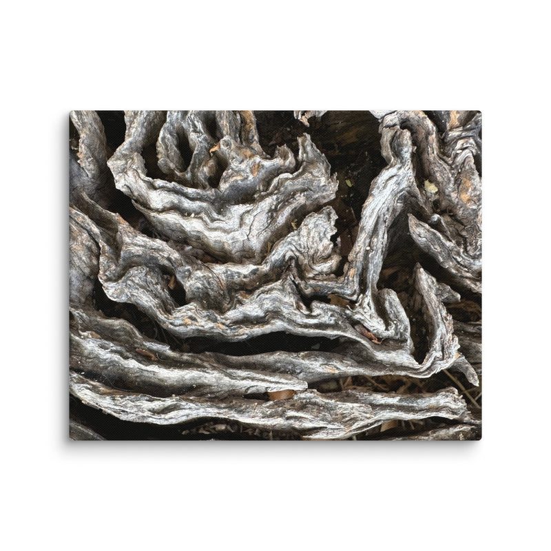 Swirling wood-root texture in St Paul de Vence, France — canvas print